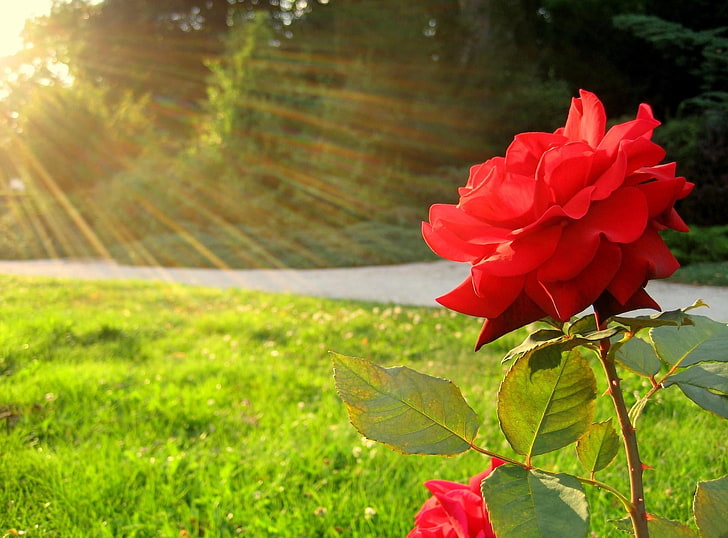 red petaled flower, rose, flower, sun, rays, grass, HD wallpaper