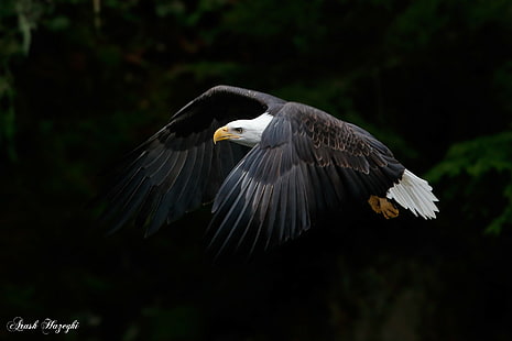 photography, animals, eagle, bald eagle, HD wallpaper HD wallpaper