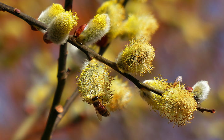 Willow bud in the spring, busy bees, Willow, Bud, Spring, Busy, Bee, HD wallpaper