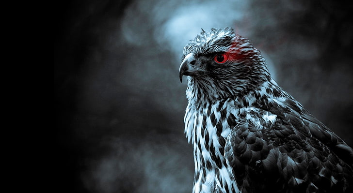Eagle Eye, graue und weiße Falkentapete, Aero, Creative, Eagle, HD-Hintergrundbild