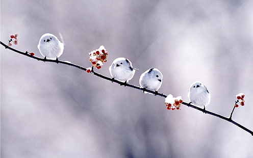 Vögel, Zweige, Blumen, Lang, im Freien, Schwanz, Meise, HD-Hintergrundbild HD wallpaper