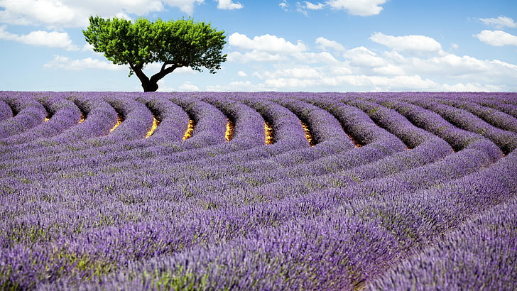 lavender, lavender field, field, flower carpet, lavender farrm, purple flower, lone tree, horizon, flower field, agriculture, landscape, europe, valensole, france, HD wallpaper