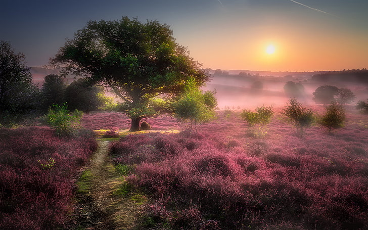 Sunrise Morning Mist Field With Purple Flowers Tree Walk Path Landscape Photography Android Wallpapers For Your Desktop Or Phone 3840×2400, HD wallpaper