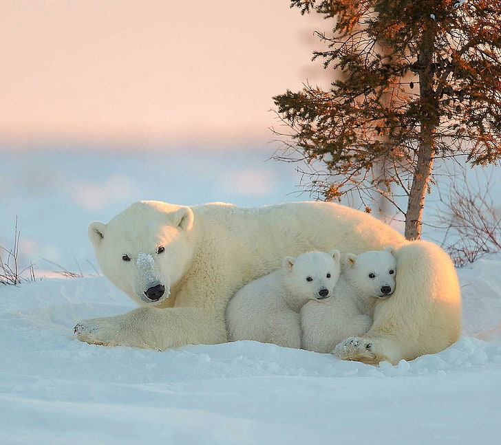 biało-brązowy pluszak dla psa, zwierzęta, szczęśliwy, małe zwierzątka, niedźwiedzie polarne, Tapety HD