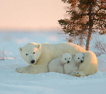 anjing putih dan coklat mainan mewah, binatang, bahagia, binatang bayi, beruang kutub, Wallpaper HD HD wallpaper