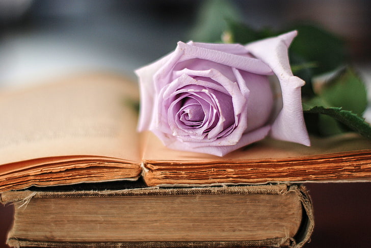 Pink rose flower, flower, lilac, rose, books, old, petals, HD wallpaper |  Wallpaperbetter