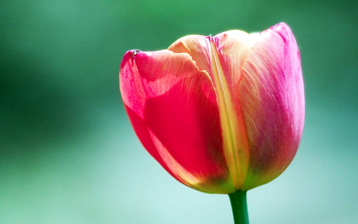 Pink Tulip Flower, pink, flower, tulip, HD wallpaper