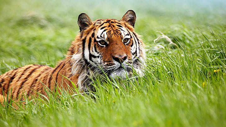 Amazing     Siberian     Tiger, HD wallpaper