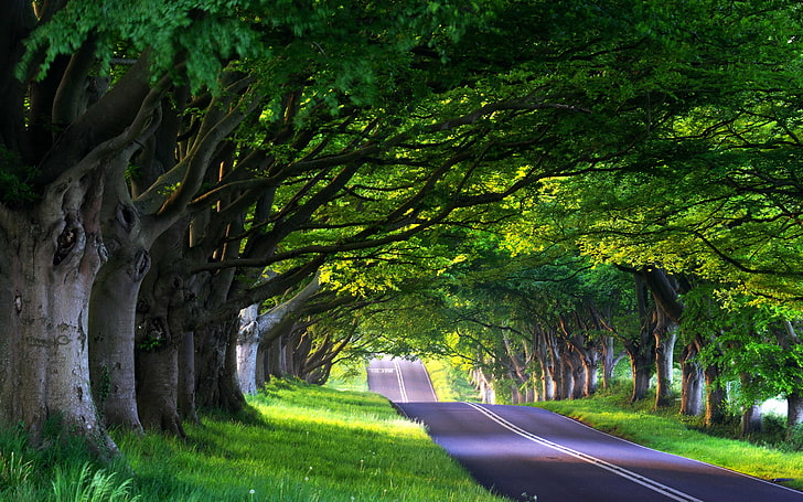 árboles verdes y carretera de asfalto gris, camino, bosque, verano, árboles, naturaleza, viaje, camino, árbol, primavera, callejón, viaje, camino, Fondo de pantalla HD