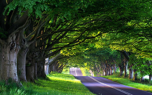 pohon hijau dan jalan aspal abu-abu, jalan, hutan, musim panas, pohon, alam, perjalanan, jalan, pohon, musim semi, gang, perjalanan, jalan, Wallpaper HD HD wallpaper