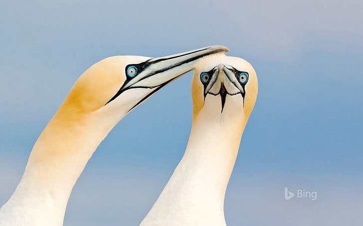 Ireland Islands northern gannets-2016 Bing Desktop.., HD wallpaper