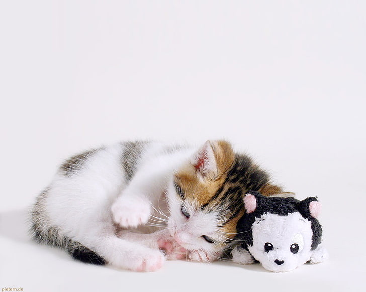 chaton calico à côté d'un jouet en peluche chaton, chat, animaux, chatons, bébés animaux, animal en peluche, jouets, dormir, Fond d'écran HD