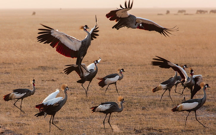 flock of gray birds, animals, cranes (bird), birds, Kenya, HD wallpaper