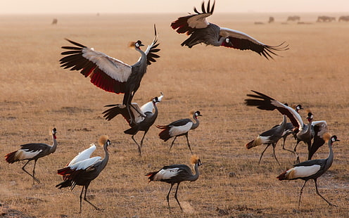 flock of gray birds, animals, cranes (bird), birds, Kenya, HD wallpaper HD wallpaper