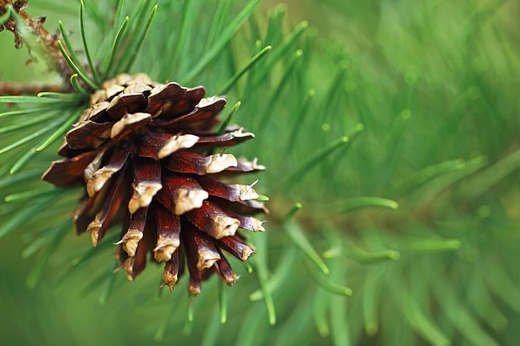 red pinecone, I am in love, green earth, Charles Lamb, red, pinecone, Charles  Lamb, Quote, I  Am  In  Love, Green  Earth, Pine  Cone, Needles, Oregon  Garden, Silverton, Macro  Photography, Nature, Canon  EOS  5D  Mark  II, pine Cone, close-up, tree, green Color, evergreen Tree, plant, coniferous Tree, leaf, HD wallpaper