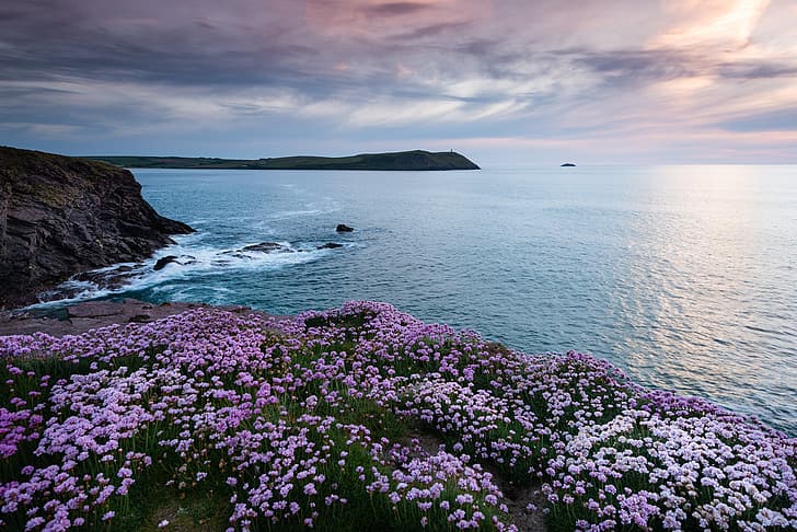 sea, flowers, coast, England, Cornwall, Celtic Sea, Seaside thrift, Crawling, Polzeath Beach, HD wallpaper
