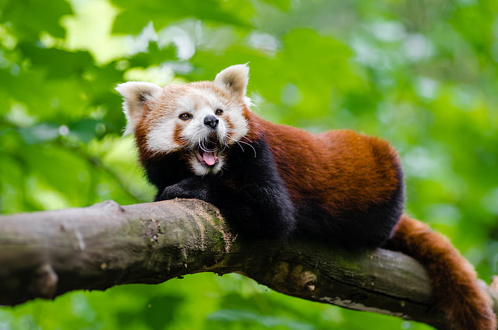 photo of brown and white Trash panda, photo, brown, white Trash, red  panda, animal, tier, roter, kleiner, nikon  d7000, bokeh, cute, adorable, sweet, süß, sueß, suess, tree, green, endangered  species, zoo, tierpark, deutschland, germany, female, young, bamboo, ears, face, tail, schwanz, nose, nase, orange, fur, high, iso, animals, nature, natur, wildlife, ailurus  fulgens, vintage, mozilla  firefox, feet, paws, paw  foot, weekend, panda - Animal, mammal, asia, forest, HD wallpaper