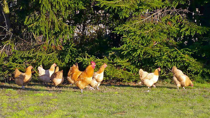 Visitando pollos, país, granja, gallo, rural, pollos, pantalla ancha, washington, animales, Fondo de pantalla HD