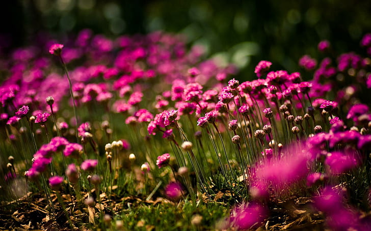 Flowers Field Sunny Nature, flowers, field, sunny, nature, HD wallpaper