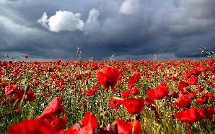 campo de flor de amapola roja, amapolas, campo, nublado, nubes, naturaleza, Fondo de pantalla HD