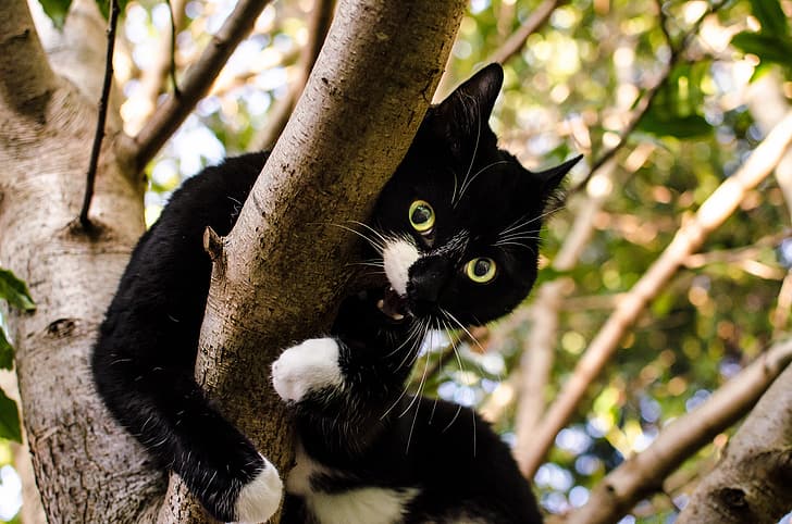green, white, black, brown, cat, leaves, tree, top, branches, HD wallpaper