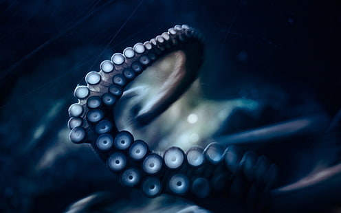 octopus tentacle, tentacles, movement, suckers, HD wallpaper HD wallpaper