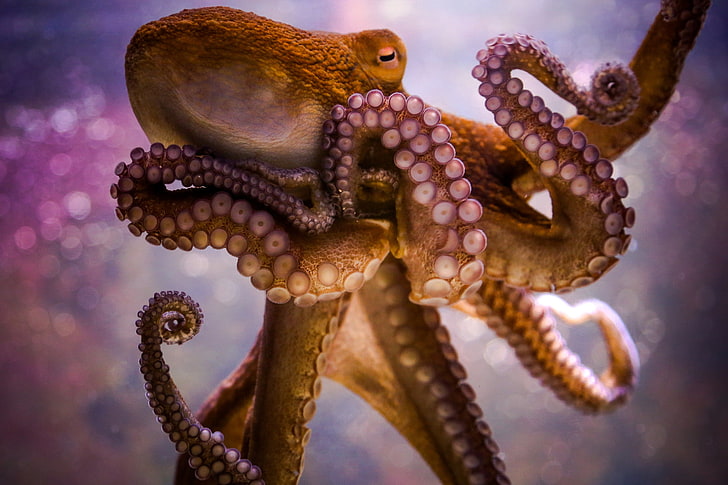 pieuvre brune, pieuvre, tentacules, ventouse, Fond d'écran HD