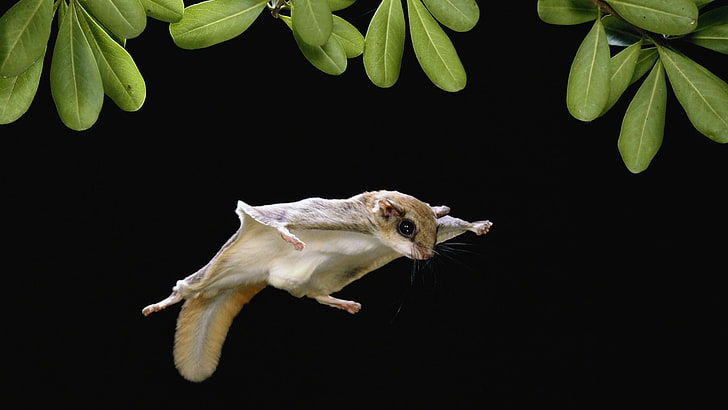 flying animals leaves squirrels 1920x1080  Animals Squirrels HD Art , flying, animals, HD wallpaper