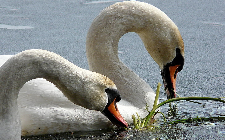 two white swans, swans, birds, beak, water, HD wallpaper