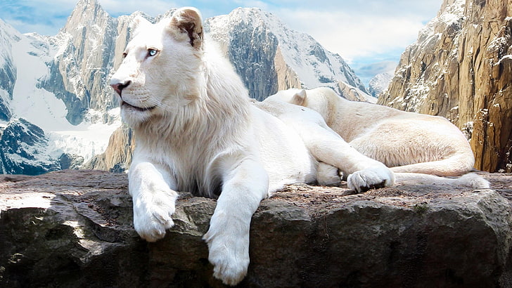 white lion, lion, snow, mountain, lions, ice, cold, HD wallpaper