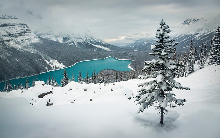 pohon pinus hijau, pemandangan, alam, musim dingin, danau, salju, pegunungan, hutan, pirus, air, Taman Nasional Banff, Kanada, Wallpaper HD