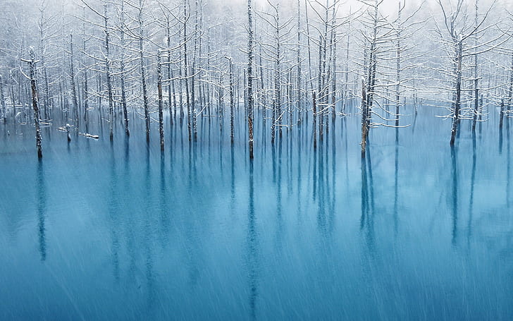 الشتاء والأشجار والثلج والجليد، خلفية HD