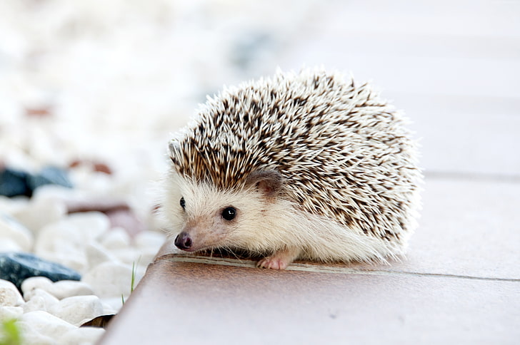 cute animals, hedgehog, 4k, HD wallpaper