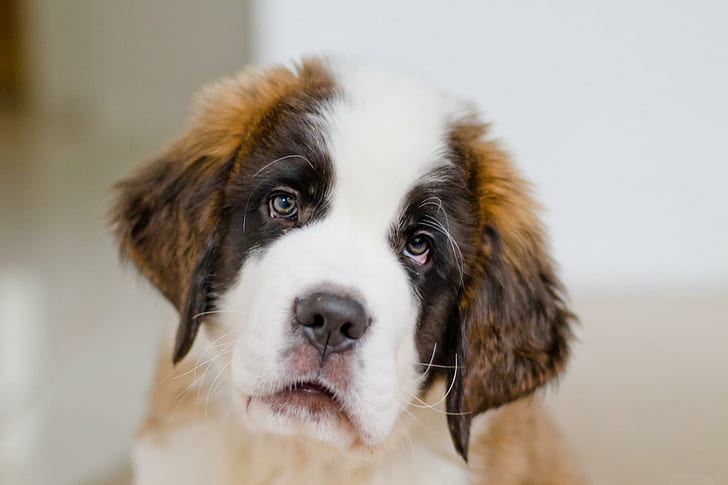 Very Sad Dog, white and brown st. bernard, cool, nice, animals, HD wallpaper