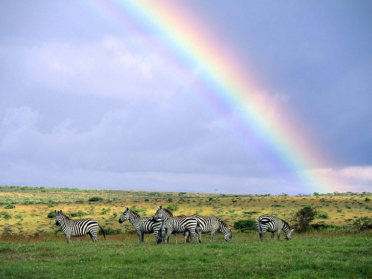 Zebras and rainbow photo, zebras, wild nature, rainbow, after rain, HD wallpaper