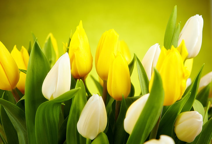 yellow flowers with green, leaves, flowers, green, background, spring, yellow, tulips, white, buds, HD wallpaper