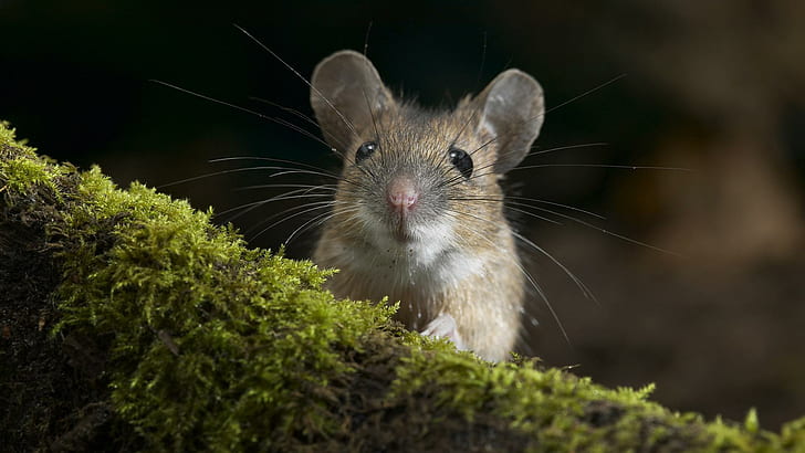 Little Mouse, rodents, afraid, mouse, animals, HD wallpaper