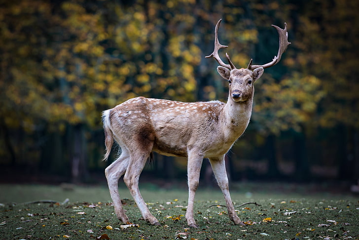 fallow, deer, forest, roe, nature, scheu, hirsch, HD wallpaper