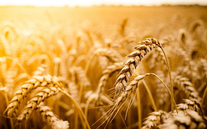 campo de trigo marrón, macro, plantas, trigo, Fondo de pantalla HD