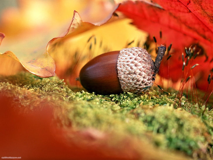 brown acorn, acorn, leaves, fall, HD wallpaper