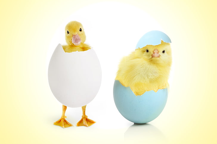 два желтых птенца, яйцо, курица, дети, птенцы, утка, HD обои