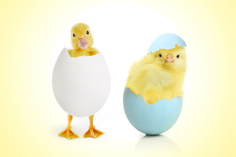 dwie żółte kurczaczki, jajko, kurczak, dzieci, pisklęta, kaczka, Tapety HD HD wallpaper