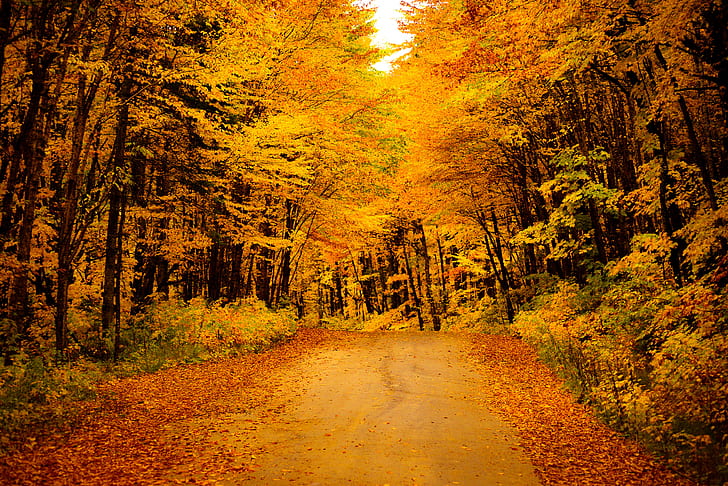 hutan, pohon, jalan setapak, Wallpaper HD