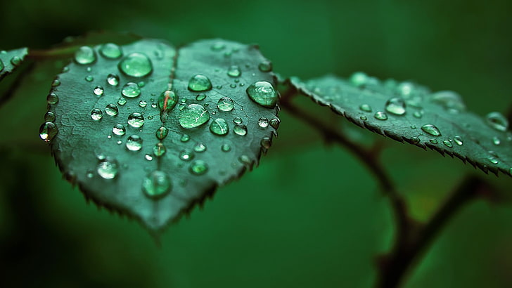 green leafed plant, shallow focus photo of liquids on leaf, macro, nature, leaves, water drops, HD wallpaper
