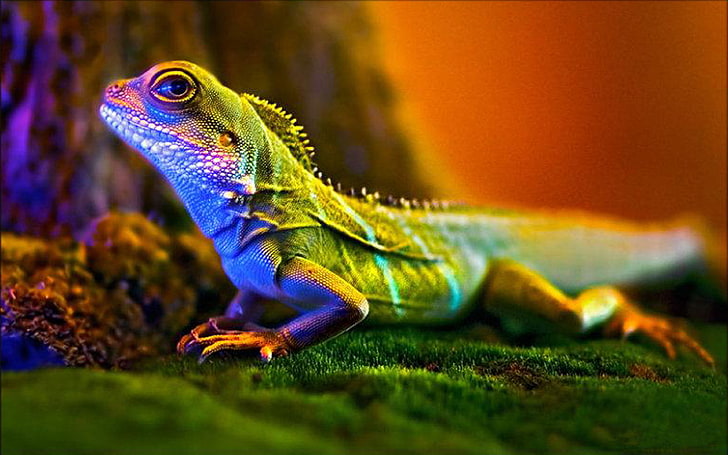 Macro Photography Lizard Wallpaper, HD wallpaper