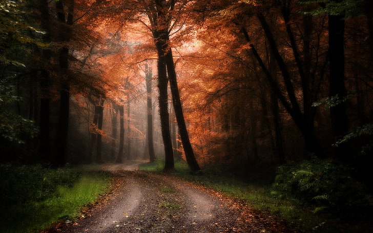 оранжевый клен, природа, пейзаж, лес, дорога, деревья, солнечный свет, трава, туман, кустарники, путь, осень, листья, HD обои