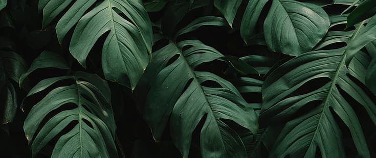 растения, листа, HD тапет HD wallpaper