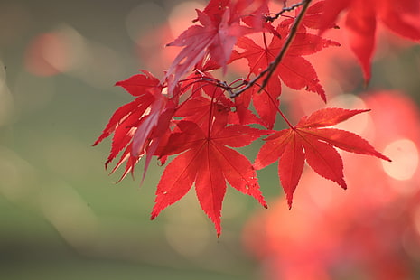 selective focus of red leaf plant, Maples, Explored, selective focus, red leaf, plant, maple, red  leaves, autumn, colour, scarlet, bokeh, close  up, leaf, nature, tree, season, red, forest, branch, outdoors, yellow, vibrant Color, beauty In Nature, multi Colored, HD wallpaper HD wallpaper