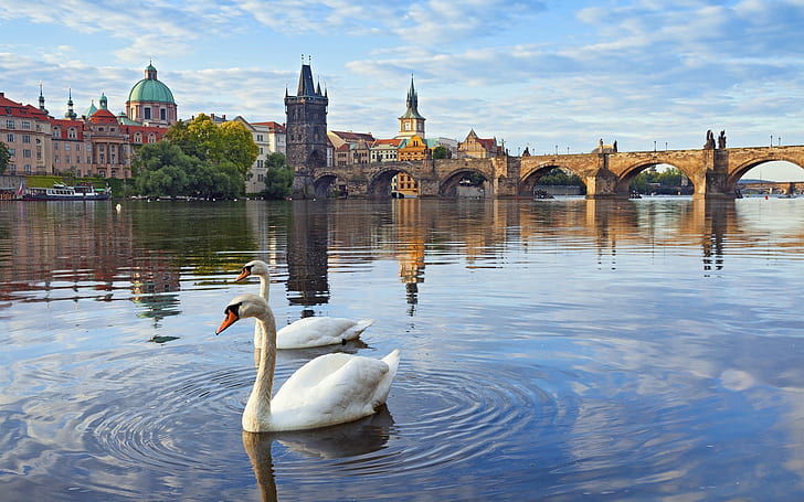 Prag, Tschechische Republik, Karlsbrücke, Fluss, Häuser, Moldau, Schwäne, Prag, Tschechische Republik, Karlsbrücke, Fluss, Häuser, Moldau, Schwäne, HD-Hintergrundbild