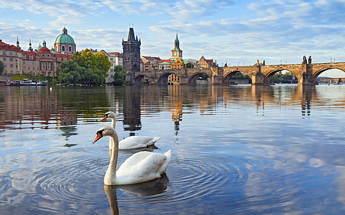 プラハ、チェコ共和国、カレル橋、川、家、ヴルタヴァ、白鳥、プラハ、チェコ、共和国、チャールズ、橋、川、家、ヴルタヴァ、白鳥、 HDデスクトップの壁紙 HD wallpaper